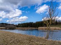 Am Alzufer westlich von Truchtlaching nahe Ringwall